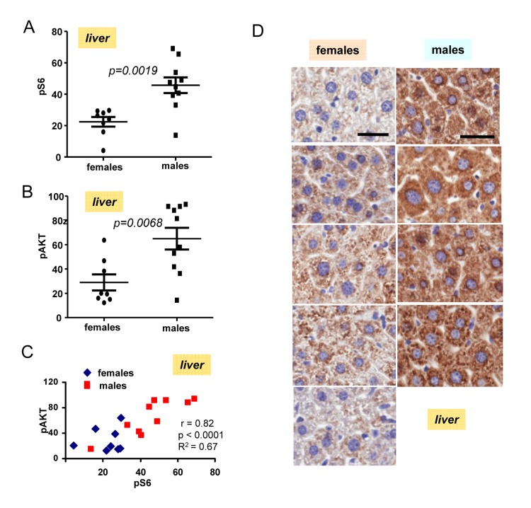 Levels of pS6 and pAKT in the livers of 6 months old females and males