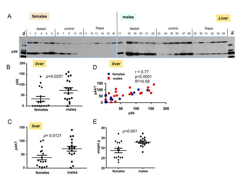 Levels of pS6 and p-AKT in the livers of 10 months old mice: control, fasted, rapamycin