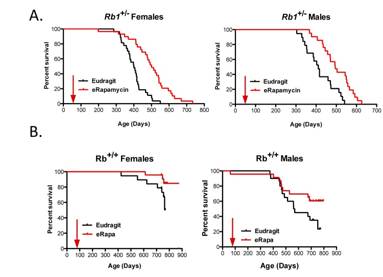 Survival plots for male and female Rb1+/− (A) and Rb1+/+ (B) mice, comparing control-fed mice to those fed eRapa in the diet starting at approximately 9 weeks of age (indicated by arrow). Control (black line) and eRapa (red line) survival curves are shown. The horizontal axes represent life span in days and the vertical axes represent survivorship. Rb1+/− mice obtained from the NCI Mouse Repository were bred by the Nathan Shock animal core to obtain the cohorts of male and female mice used in this study. Genotype was confirmed as previously described [20]. eRapa mice were fed microencapsulated rapamycin-containing food (14mg/kg food designed to deliver approximately 2.24mg of rapamycin per kg body weight/day that achieved about 4 ng/ml blood [14]. Diets were prepared by TestDiet, Inc., Richmond, IN using Purina 5LG6 as the base [14]. Control diet was the same but with empty capsules. P values in (B) were calculated by the log-rank test.