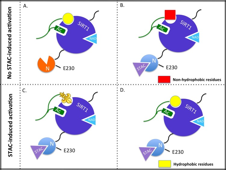Model of allosteric activation of SIRT1 by sirtuin activating compounds (STACs). (A) SIRT1 acting on a substrate with a hydrophobic signature (yellow) in the absence of a STAC. (B) Binding of a STAC alters the N-terminal structure of SIRT1 but the absence of hydrophobic residues C-terminal to the acetyl-lysine on the substrate prevents activation by STACs. (C) The aminomethycoumarin group on the Fluor-de-Lys peptide substrate mimics hydrophobic residues of natural substrates, facilitating activation by STACs. (D) Substrate contains hydrophobic residues C-terminal to the acetyl-lysine thus allowing STAC-induced activation. Mutation of E230 allows STACs to bind to SIRT1 but abolishes STAC-mediated allosteric activation.