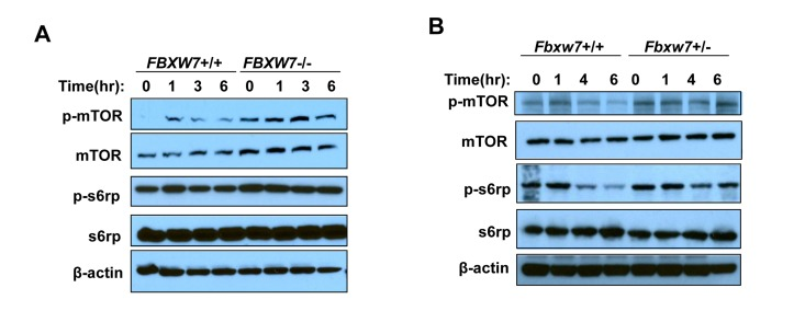 Radiation inhibits mTOR and its signaling in a FBXW7-depentend manner. mTOR and its signaling was assessed by Western blot assays with antibodies to p-mTOR (Ser2448), mTOR, p-S6rp (Ser240 and Ser244), S6rp, and β-Actin. (A) Detection of mTOR and its downstream signaling in HCT116 wild type and FBXW7−/− cells at different time points after single dose of 4Gy X-ray radiation. (B) Detection of mTOR and its downstream signaling in thymuses from wild type and FBXW7+/− mice that were collected at different time points after single dose of 4Gy X-ray radiation.