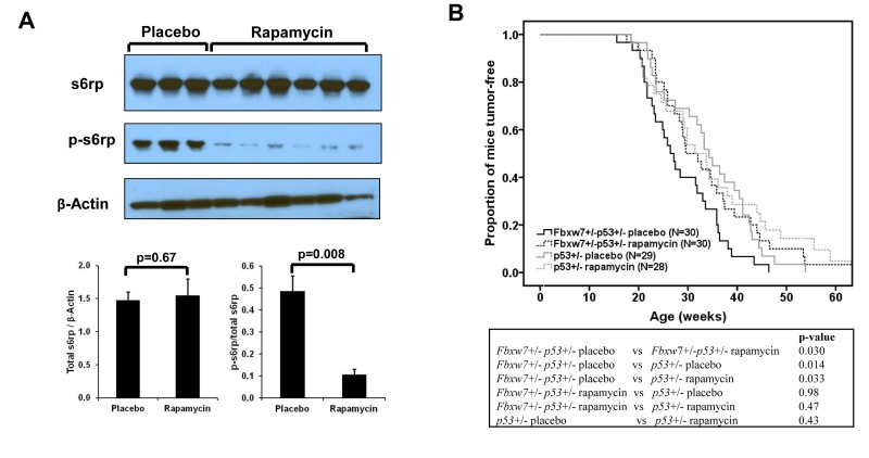 Effect of rapamycin on mTOR signaling and radiation-induced tumor development. (A) Western blotting and quantitative analysis of the blots shows decreased p-s6rp (Ser240 and Ser244) level in spleen when mice treated with rapamycin. No change was found in total s6rp. Mean values (± standard deviation) were presented. The p-values were obtained by t-test. (B) Radiation-induced tumorigenesis in Fbxw7+/−p53+/− or p53+/− mice with 10-week treatment of rapamycin or placebo that was given at 1 week post a single dose of 4Gy X-ray radiation. Top panel: Kaplan-Meier curves of tumor latency. Bottom panel: The p-values were obtained from long rank test by Kaplan-Meier analysis.