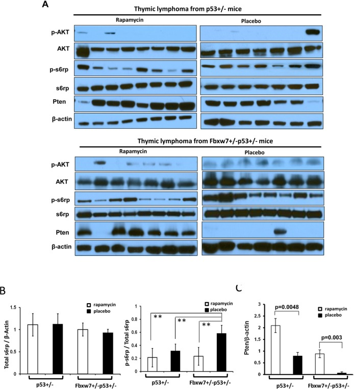 Inhibition of mTOR signaling sustains in tumors from rapamycin treated mice. (A) Detection of mTOR upstream and downstream signaling in the tumors from Fbxw7+/−p53+/− and p53+/− mice treated with rapamycin or placebo by Western blot assays with antibodies to p-AKT (Ser473), AKT, p-S6rp (Ser240 and Ser244), S6rp, Pten, and β-Actin. (B) Quantitative analysis of the total s6rp and p-s6rp levels in the blots showed in (A). Mean values (± standard deviation) were presented. **indicates pC) Quantitative analysis of the Pten levels in the blots showed in (A). Mean values (± standard deviation) were presented.