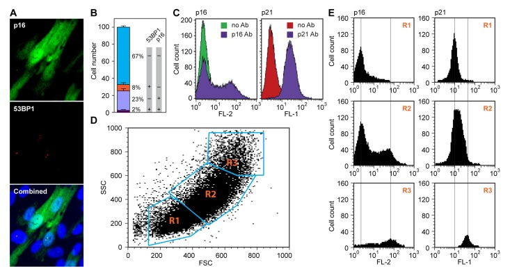 Spontaneous upregulation of the p16-pRb and p53-p21 pathways in hTERT-immortalized HDF