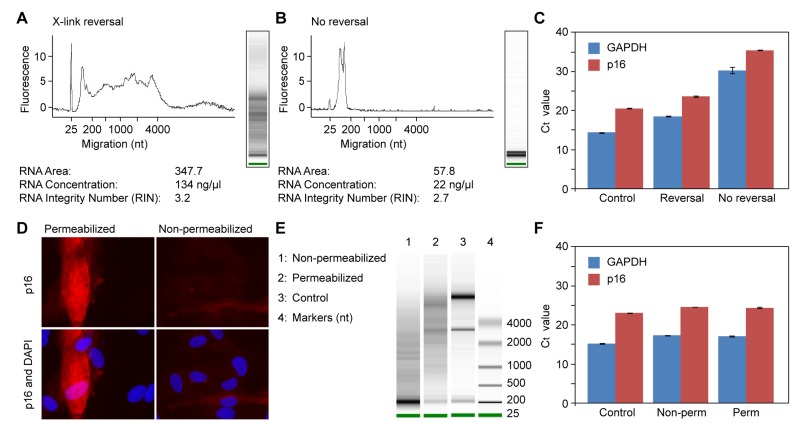 Effects of formaldehyde crosslinking, crosslink reversal, and permeabilization on RNA extraction and quantification of gene expression by qPCR