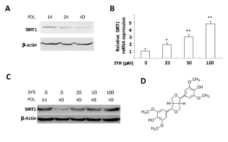 Activation of SIRT1 gene expression by syringaresinol. (A) SIRT1 protein levels were determined by Western blot in PDL 14, 24, and 40 of HUVECs. (B) mRNA levels of SIRT1 are measured in PLD 40 HUVECs cultured with various doses of syringaresinol (SYR) from the PDL14. (C) SIRT1 protein levels (western blot) at PDL40 in HUVECs treated every 48 hours starting from PDL14 with different doses of syringaresinol. (D) Chemical structure of (+)-syringaresinol purified from Panax ginseng berry pulp. All the results are either representatives or means ± S.E of at least three independent experiments. Significance was assessed by t-test. *P  0.01.