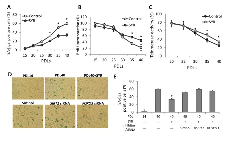 Effects of syringaresinol treatment on senescence. (A) Quantification of senescence by using SA-β-Galstaining for cells cultured from PD14 to PDL40 with or without 50μM syringaresinol. (B) Measurement of proliferative capacity of cells cultured with or without syringaresinol (50μM) was measured using BrdU incorporation. (C) Telomerase activities were measured in HUVECs at different PDLs with or without syringaresinol and the relative levels to the activity at PDL 14 were compared. (D-E) SA-β-Gal staining of HUVECs and quantifications of SA-β-Gal positive cells at PDL40 treated every 48 hours starting from PDL14 with 50μMsyringaresinol (SYR), 10mM Sirtinol, SIRT1 siRNA, and FOXO3 siRNA. All the results are either representatives or means ± S.E of at least three independent experiments. Significance was assessed by t-test. *P 