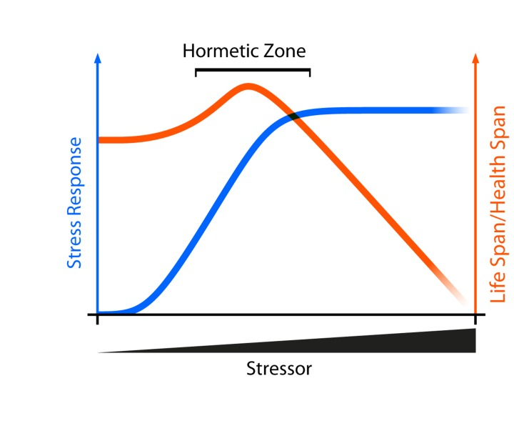 Aging and Mitohormesis