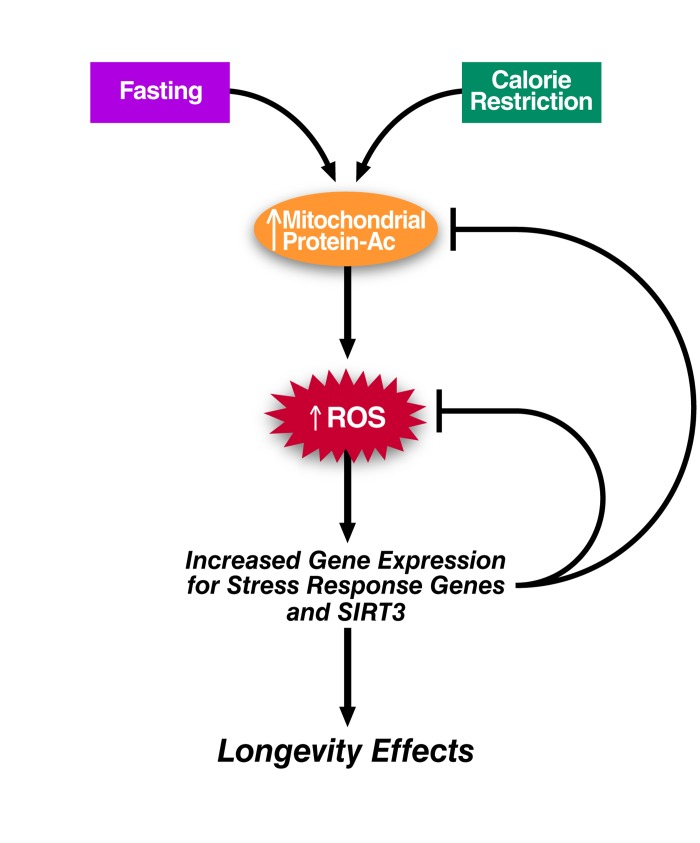 Hyperacetylation and Mitohormesis