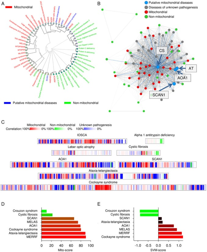 Putative mitochondrial diseases are identified using www.mitodb.com