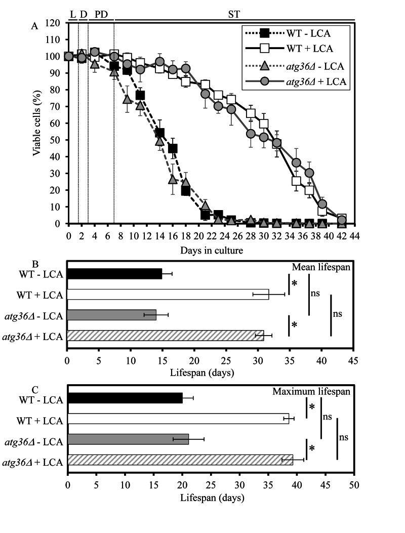 Under CR conditions, the atg36Δ-dependent mutational block of macropexophagy does not alter yeast CLS and does not compromise the longevity-extending efficacy of LCA