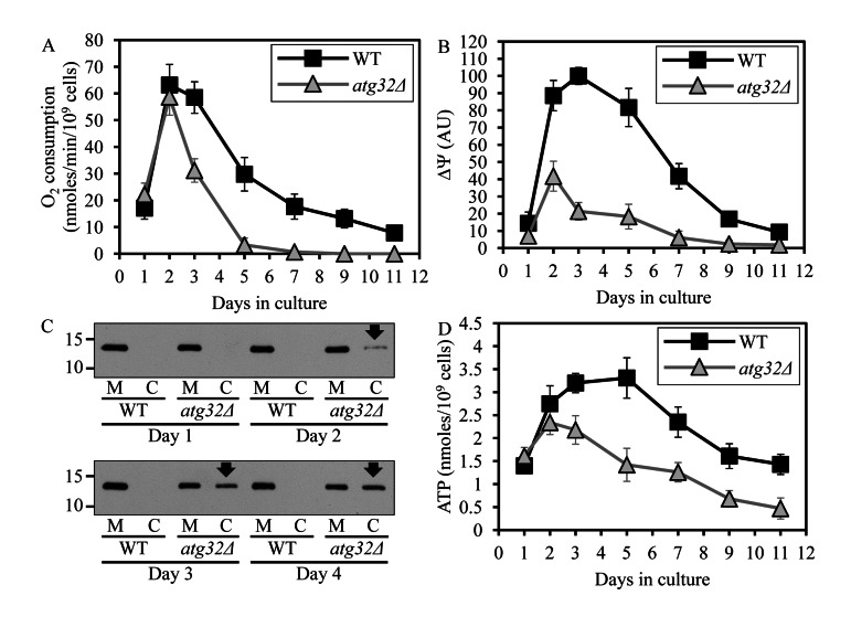 Under CR conditions, the atg32Δ-dependent mutational block of macromitophagy alters the age-related chronology of changes in vital mitochondrial functions