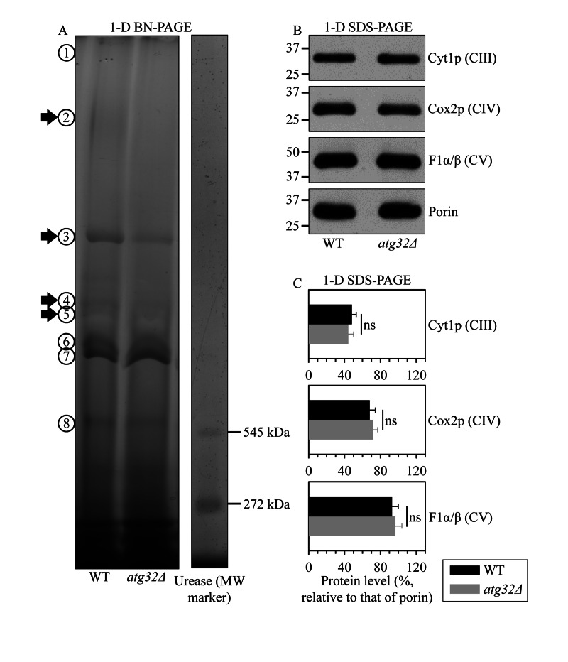 Under CR conditions, the atg32Δ mutation reduces the levels of several large protein super-complexes in the IMM, likely due to their dissociation into individual proteins or small protein subcomplexes