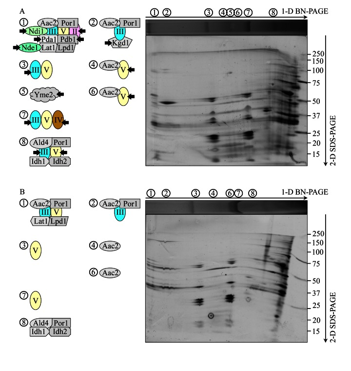 Under CR conditions, the atg32Δ mutation eliminates the non-respiratory protein supercomplex 5 in the IMM and alters compositions of other protein supercomplexes recovered by 1-D BN-PAGE