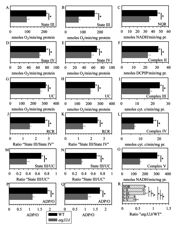 Under CR conditions, the atg32Δ mutation reduces capacity of the mitochondrial ETC, lowers the efficacy of coupling between ADP phosphorylation and electron transport, compromises the integrity of the IMM, and disproportionally decreases activities of all OXPHOS enzymes