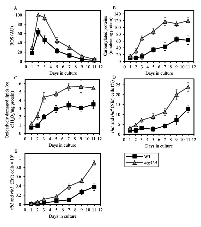 Under CR conditions, the atg32Δ mutation increases the level of mitochondrially produced ROS, elevates the extent of oxidative damage to mitochondrial proteins and membrane lipids, and rises the frequencies of mutations in mtDNA