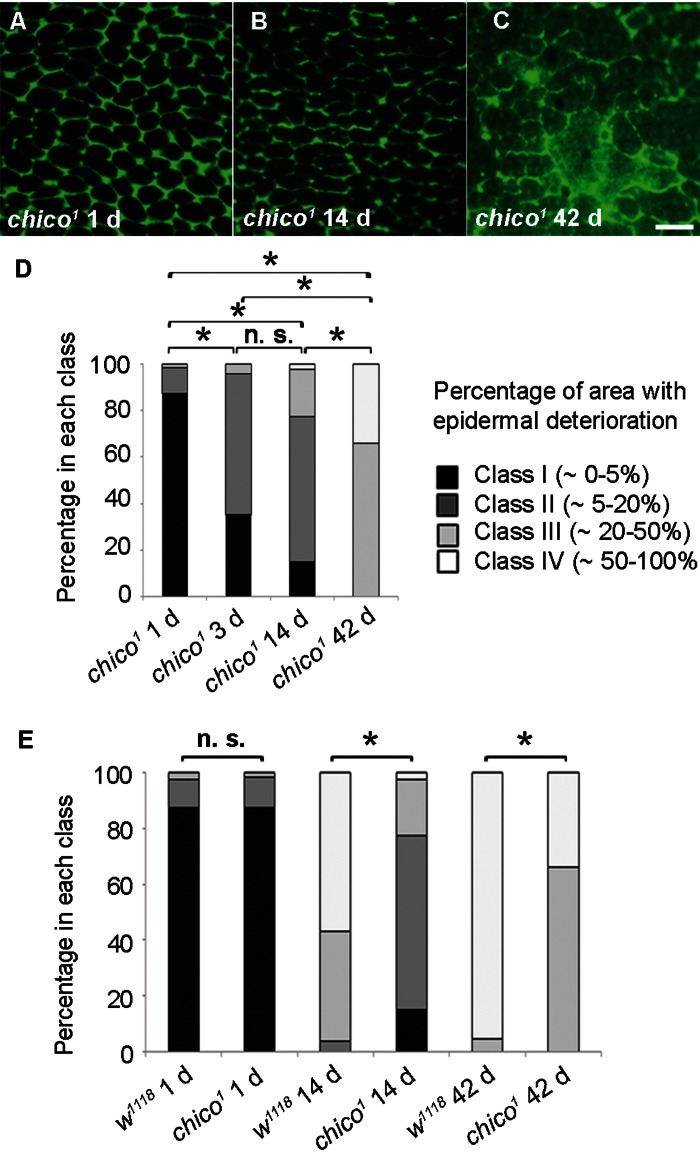 Decelerated Epidermal Aging in Long-lived chico Mutants