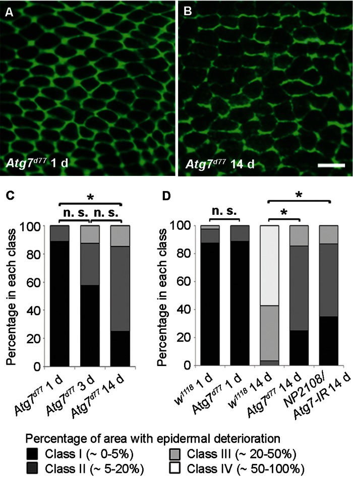Autophagy is Required for Epidermal Aging