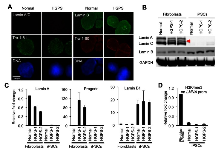 Absence of A-type lamins in iPSCs is associated with low levels of H3K4me3 on the LMNA promoter