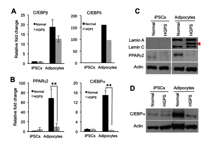 Progerin suppresses the transcription activation of core adipogenic regulators during adipocyte differentiation