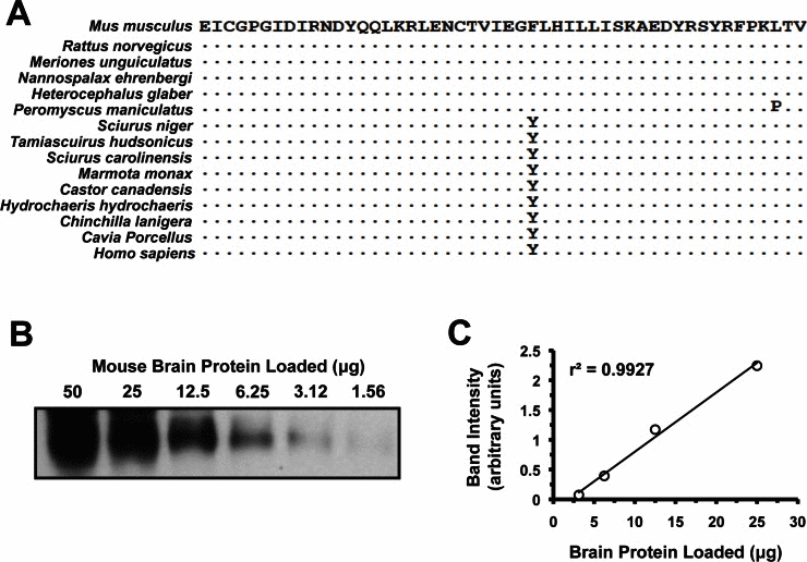 Quantitative analysis of IGF1R protein levels. (A) Alignment of the 50 amino acids comprising the epitope recognized by the anti-IGF1R polyclonal antibody used (SC-712, see Experimental Procedures). This region maps to the N-terminus of the protein, which is on the alpha-chain peptide of IGF1R. It excludes the signaling peptide, which is cleaved during protein maturation, and was not used in the immunogen. Human sequence is included due to it being used to generate the antibody. Sequence identity is indicated by dots. (B) Western blot of serial dilutions of mouse brain whole tissue protein extracts. Linear region was between 25 and 3.12 μg. (C) Band intensity in arbitrary units, plotted against protein loaded to verify linearity.
