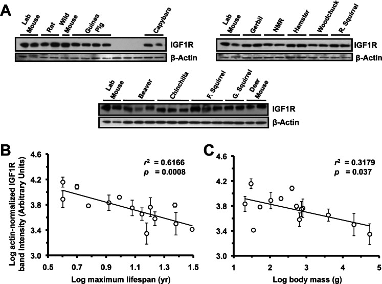 Levels of IGF1R protein in brain tissue are highly negatively correlated to lifespan, and weakly negatively correlated to body mass. (A) Western blots showing IGF1R and actin bands. (B) Log-transformed graph of IGF1R intensity plotted against maximum lifespan shows strong correlation (r2=0.61, p=0.0008). (C) Log-transformed graph of IGF1R intensity plotted against average adult body mass show marginally significant correlation (r2=0.31, p=0.037). Error bars: 1 SD. Correlation of brain IGF1R to lifespan was still strong (r2 = 0.58, p = 0.0009) after multiple regression analysis factoring in the contribution of body mass to lifespan, whereas correlation between body mass and lifespan was non-significant (adjusted r2 = 0.14, p=0.1). Phylogenetic correction by independent contrasts maintained a significant correlation to lifespan (r2= 0.374, p= 0.0261) while the correlation to body mass was rendered non-significant (r2= 0.189, p= 0.136).