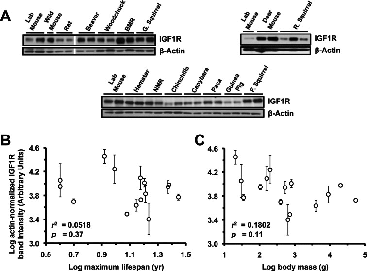 Levels of IGF1R protein in lung tissue do not correlate with lifespan or body mass. (A) Western blots showing IGF1R and actin bands. (B) Log-transformed graph of IGF1R intensity plotted against maximum lifespan shows very weak (non-significant) correlation (r2=0.05). (C) Log-transformed graph of IGF1R intensity plotted against average adult body mass show very weak (non-significant) correlation (r2=0.18, p=0.11). Error bars are s.d.