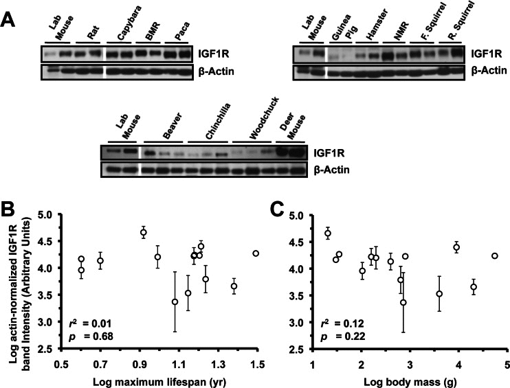 Levels of IGF1R protein in heart tissue do not correlate with lifespan or body mass. (A) Western blots showing IGF1R and actin bands. (B) Log-transformed graph of IGF1R intensity plotted against maximum lifespan shows no correlation. (C) Log-transformed graph of IGF1R intensity plotted against average adult body mass shows no correlation. Error bars are s.d.