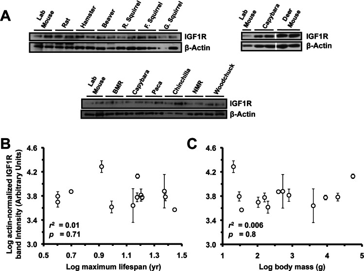 Levels of IGF1R protein in kidney tissue do not correlate with lifespan or body mass. (A) Western blots showing IGF1R and actin bands. (B) Log-transformed graph of IGF1R intensity plotted against maximum lifespan shows no correlation. (C) Log-transformed graph of IGF1R intensity plotted against average adult body mass shows no correlation. Error bars are s.d.