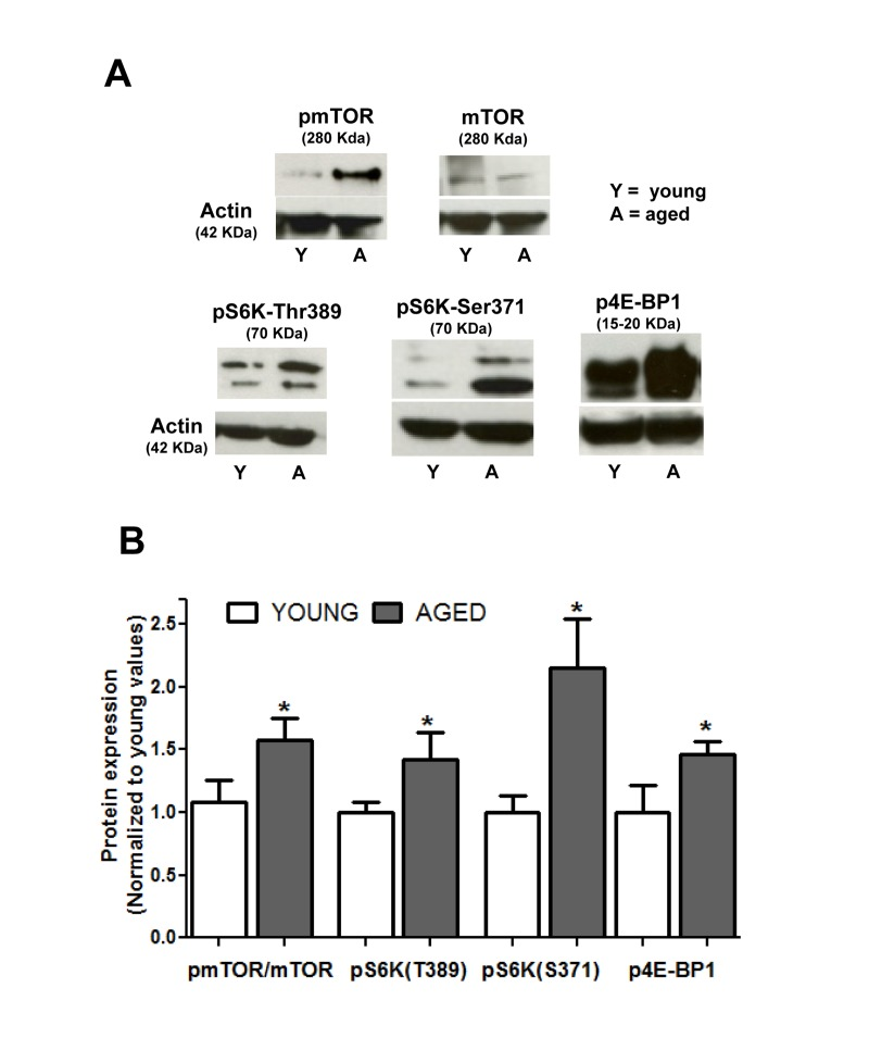 Aging enhances the constitutive activity of the mTOR pathway in colon smooth muscle