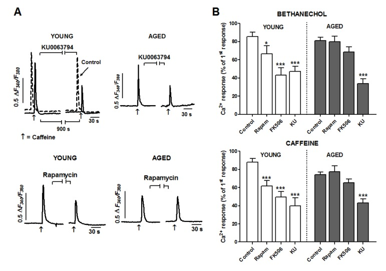 Aging reduces facilitation of Ca2+ release by FKBP12 but not by mTOR kinase in smooth muscle cells