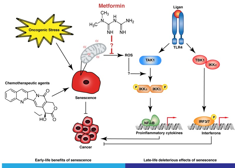Metformin inhibits the activation of IKK kinases in senescent cells