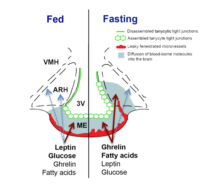 Schematic diagram illustrating structural differences between the median eminence and ARH of mice fed ad libitum and fasting mice, and their effects on the diffusion of blood-borne signals into the brain