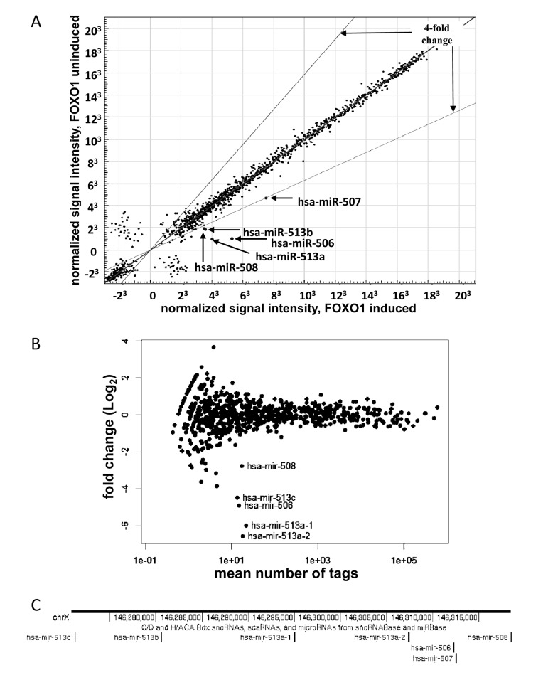 Activation of FOXO1-AAA-ER induces expression of a miRNA cluster on chromosome X. (A) Illumina Bead-Array comparison of expression profiles of miRNA from HEK-293T cells expressing FOXO-AAA-ER with or without an 8- hour treatment with 4-hydoxitamoxifen (inducer). The position of the indicated miRNAs on the blot is marked. The expression of the miRNAs outside of the indicated boundaries has changed by a factor of 4 or more. (B) Comparison of expression profiles of miRNA from HEK-293T cells expressing FOXO-AAA-ER with or without treatment with 4-hydoxitamixifen using Illumina next-generation sequencing. The position of the indicated miRNAs on the blot is marked. (C) Schematic representation of genomic localization of the differentially expressed miRNA genes. A fragment of X chromosome is shown annotated in UCSC Genome Browser (genome.ucsc.edu) with genomic coordinates and the track of small RNAs.