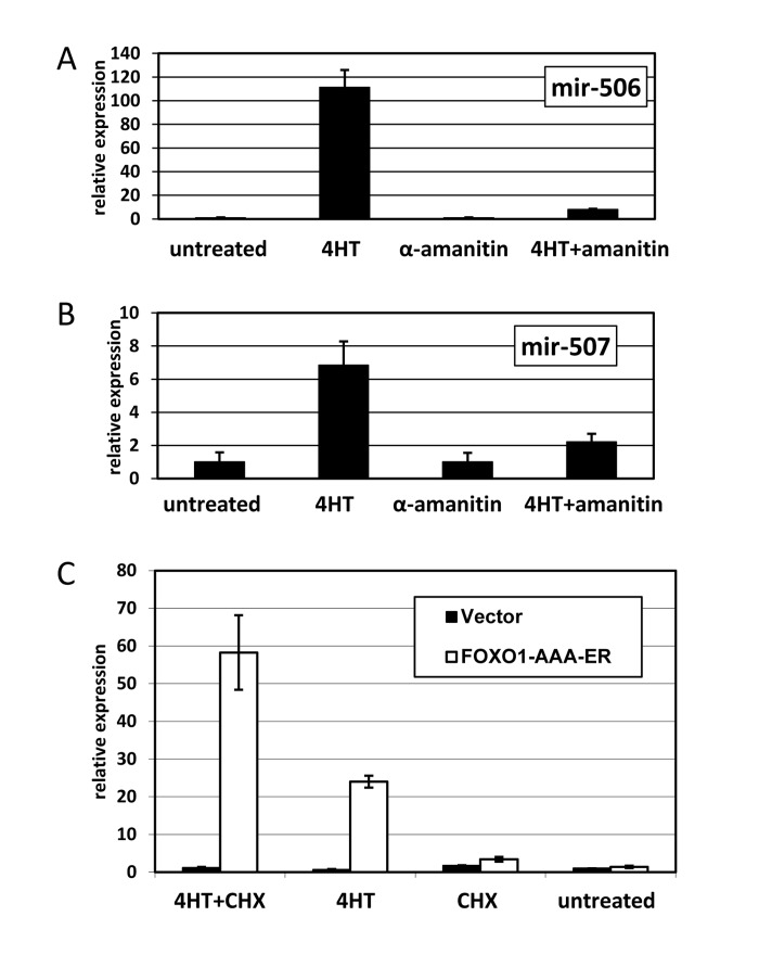 FOXO1 induction of miRNA expression depends on RNA polymerase II, but is independent of de novo protein synthesis. (A-B) Induction of miR-506 (A) and miR-507 (B) is prevented by an inhibitor of RNA polymerase II. HEK-293T cells expressing The cells were treated overnight as indicated. For combined treatment, α-amanitin was added 2 hours prior to addition of 4-hydoxitamoxifen (4HT). The levels of miR-506 (A) and miR-507 (B) were compared by quantitative PCR using RNU6B as an internal control and are shown relative to those in untreated cells. (C) Activation of FOXO1 induces miR-506 expression without de novo protein synthesis. HEK-293T cells harboring FOXO1-AAA-ER or the corresponding empty vector were treated for 8 hours with 4-hydoxitamoxifen (4HT), cycloheximide (protein synthesis inhibitor, CHX) or a combination thereof. The levels of miR-506 in treated and untreated cells were compared by quantitative PCR using RNU6B as an internal control and are shown relative to those of untreated vector-infected cells. An apparent increase in miR-506 levels in cycloheximide-treated vs. -untreated samples is due to a small decrease in RNU6B expression in the presence of cycloheximide (data not shown).