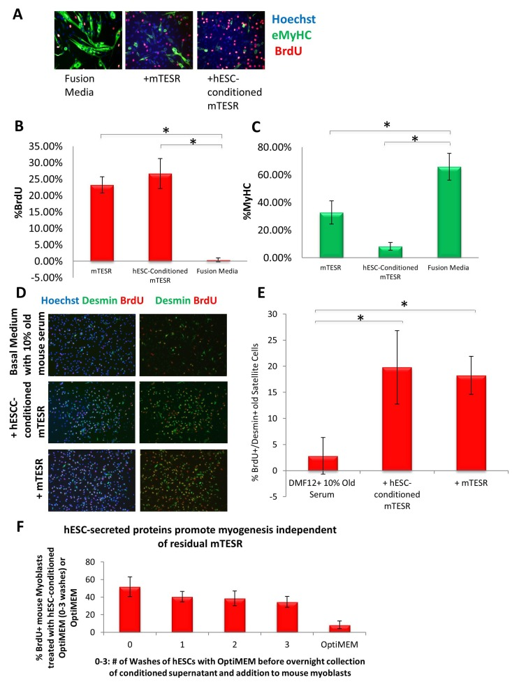 Both mTeSR-1 and hESC-Conditioned mTeSR-1 increase primary myoblast and satellite cell Proliferation and inhibit Differentiation