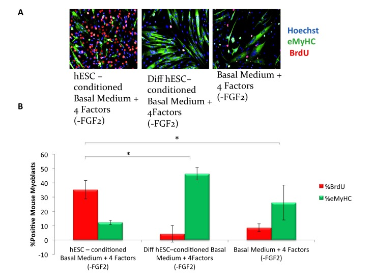 hESC-conditioned medium enhances myogenic proliferation in the absence of FGF2 in mTeSR-1 growth medium