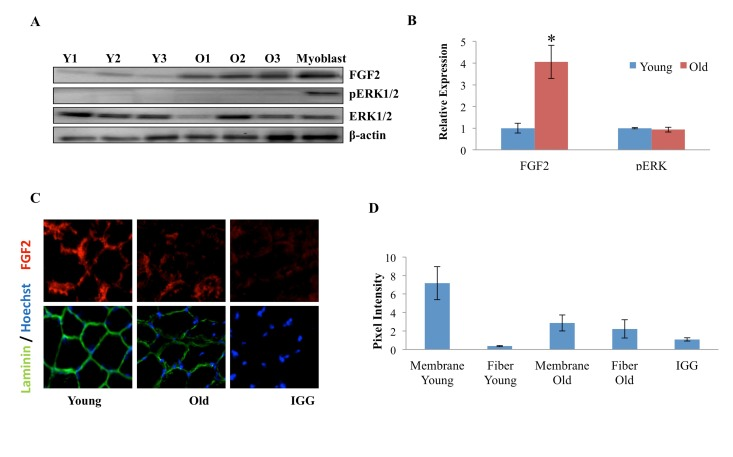 Age-dependent comparison of FGF2 and pERK levels and localization in muscle fibers