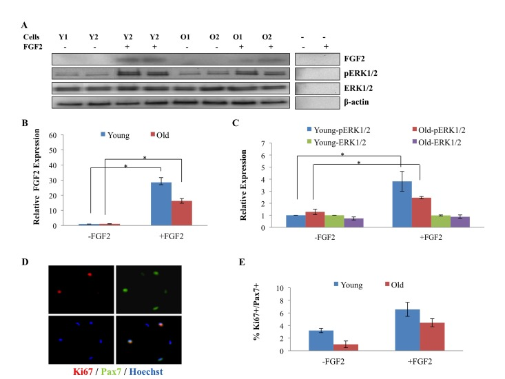 Age-related comparison of FGF2 and pERK levels in muscle stem cells derived from uninjured tissue and of proliferation of these cells