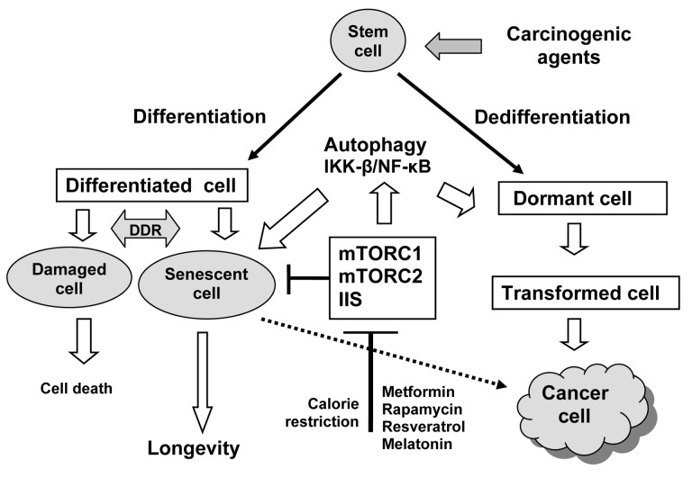 Relationship between aging and carcinogenesis: the key role of insulin/IGF-1-like signaling (IIS) and mTOR signaling