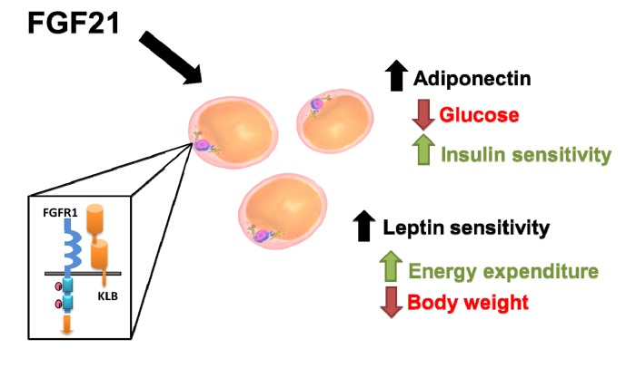 Effects of chronic FGF21 treatment in vivo are mediated by specific hormonal pathways downstream of adipose tissue activation.