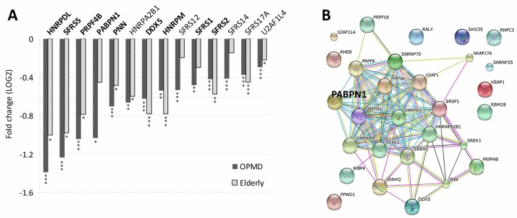 Deregulation of the Spliceosome in both OPMD and elderly