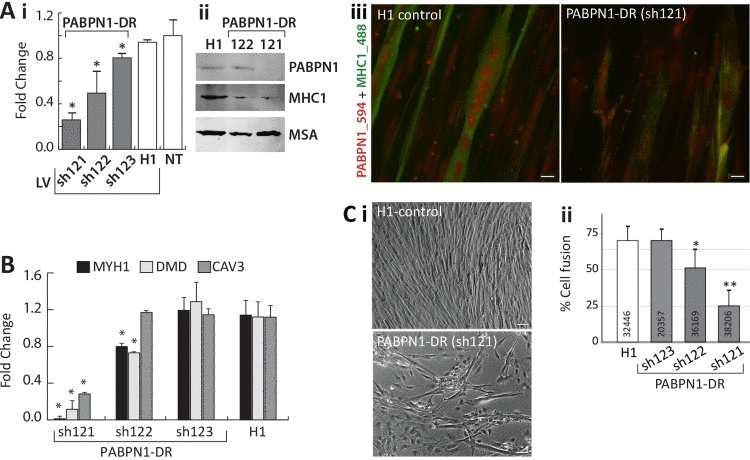 PABPN1-DR in human myotubes causes myogenic defects