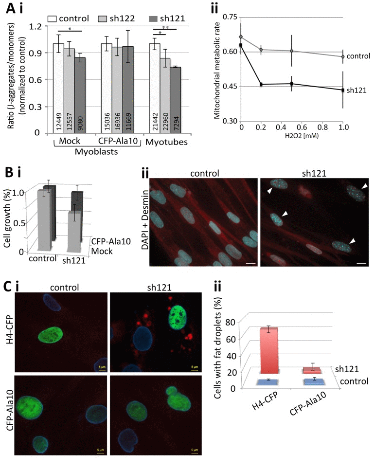 PABPN1-DR induces cellular aging in muscle cells