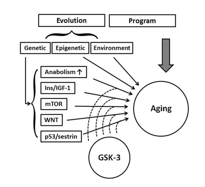 Schematic drawing represents the signaling pathways and proteins that have been reported to influence aging are regulated by GSK-3s, implying GSK-3 is a crucial regulator in the aging process.