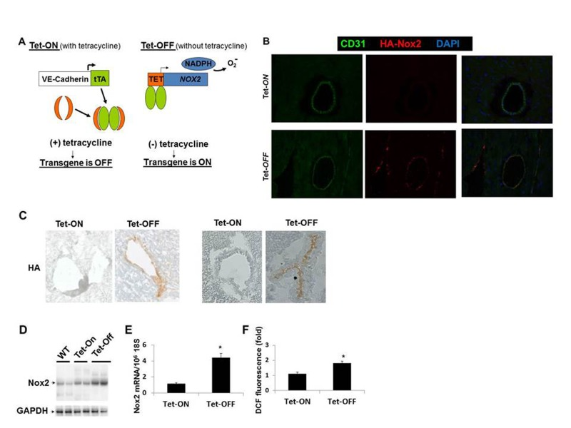 Endothelium-specific overexpression of Nox2 and ROS generation