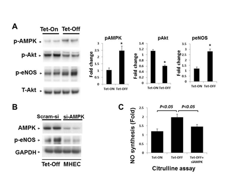 Above-physiological ROS levels induce AMPK-mediated eNOS activation in Tet-OFF MHEC