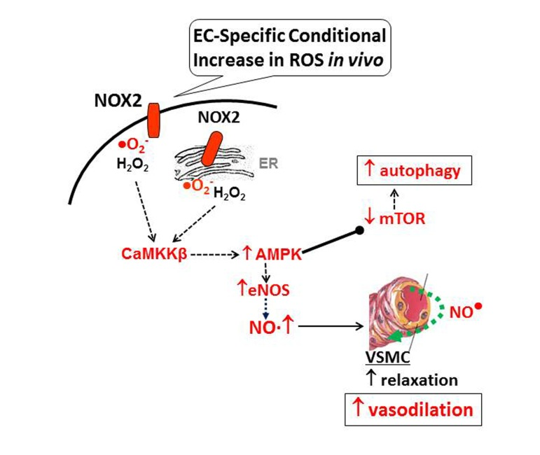 Model for EC-specific ROS-mediated improvement in endothelial function