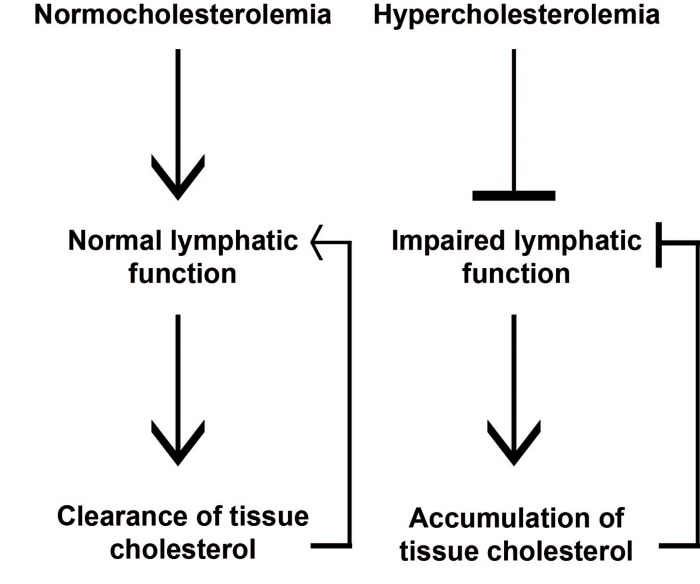 Lymphatic vessels are important for peripheral lipid clearance. Under normocholesterolemic conditions, functional lymphatic vessels regulate cholesterol transport from extra-hepatic tissues by contributing to RCT. Hypercholesterolemic conditions results in dysfunctional lymphatic vessels, which in turn can cause further cholesterol accumulation in tissues.