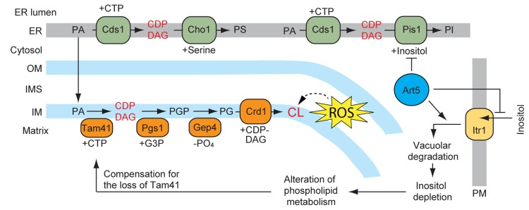 Roles of Tam41 and Art5 in yeast hospholipid biosynthetic pathways
